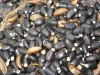 Jatropha Curcas Seeds And Seedlings ZA