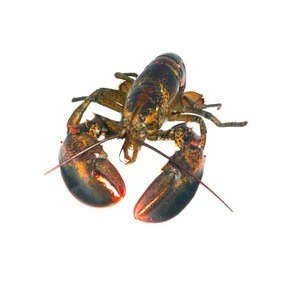 Live american lobster Wholesale Seller Best quality Bulk Quantity Wholesale rate