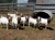 Import Live %Boer Goats, Live Sheep & Live Goats, Dorpers, Kalahari Reds and Holstein Heifers for sale in ukraine from Ukraine