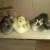 Import Live healthy Ostrich Chicks for sale / Red &amp; black neck Ostrich chicks from South Africa