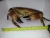 Import Live Scottish Brown crab / Cancer pagurus from United Kingdom