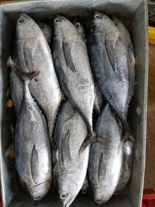 LONG TAIL TUNA FISH FROM VIETNAM WITH HIGH QUALITY