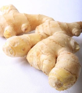 Manufacture supply Ginger Root Extract with Gingerol 25%