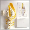 Medical Anatomical plastic Lumbar Vertebrae spine model with sacrum skeletal model