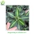 Import Natural colorful Agave live plants from China from China