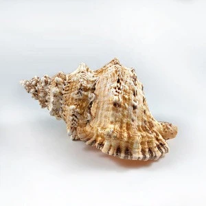 Natural Craft Raw Spiral Conch Collectible Crafts For Home Landscape Decor