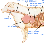 Natural sheep casings