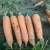 Import New Crop Fresh Carrot 80-150g from China