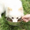New products on china market 8.6 inch stainless steel dog bowl
