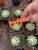 Import Nursery live plants home office garden decoration succulent cactus plant for sale from China