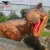 Import Other Amusement Park Products Animatronic Dinosaurs Tyrannosaurus Fighting with Triceratops from China