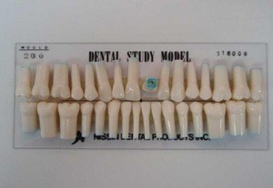 Permanent teeth for dental study/dental teeth models (28 / 32 Teeth )