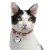 Import Pet tag  dog collar custom nameplate dog tag cat identity cat pendant from China