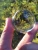 Import Photography Crystal Ball Clear Sphere Healing Glass Prop Lensball from China