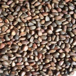 Pine Nuts  selling natural opened afghan pine nuts for import