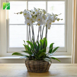 Plant farm wholesale real natural decoration platn living orchid fresh orchid arrangement Phalaenopsis aphrodite