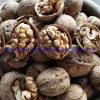 Plump and Sweet 100% Natural Xinjiang Wholesale Organic 185 Walnuts/Xin33 Thin-Shell Walnut/Yunnan Thin-Shell Walnut