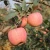 Import Pome fruit, Fuji apple fruits, Red Delicious (Bisbee Spur) Apple Tree from South Africa