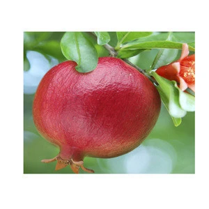 Pomegranate And Pomegranate