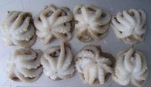 Premium Quality Fresh Frozen Baby Octopus With Competitive Price