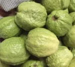 Premium quality Fresh Guava for sale