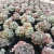 Import succulents wholesale live plants korean succulent supplier cactus from China