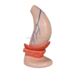 SUMO 2-Part Human Rectum and Anal Canal Model Medical Teaching Aid