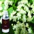 Import the perfumers jasmine essential oil from India