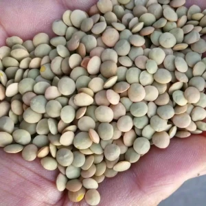 Top  Quality Best price Green Lentils for  export