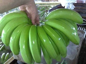 Tropical plantains/ Green banana/ Fresh green bananas for sale