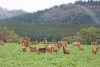 Venison Deer Farmed in Australia - all cuts of meat