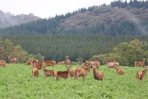 Venison Deer Farmed in Australia - all cuts of meat