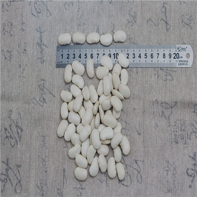 whole sale large Yunnan 2020 crop dried white kidney beans