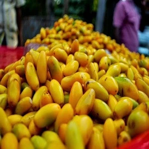 Wholesale Bulk Fresh Mangos