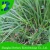 Import Wholesale English Ryegrass Seed For Pasture And Forage from China