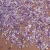 Import Wholesale natural amethyst tumbled crystal chips stone purple crystal gravel from China