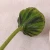 Import wholesale natural dried Ornamental plants cheap artificial flower lotus seedpod from China