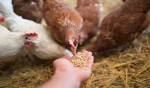 Chicken feed