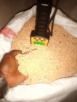 SOYABEAN