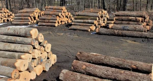 Premium Veneer Logs Bulk Supply High Quality Timber Export Grade Material