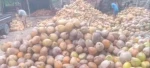 Semi-Husked Coconut