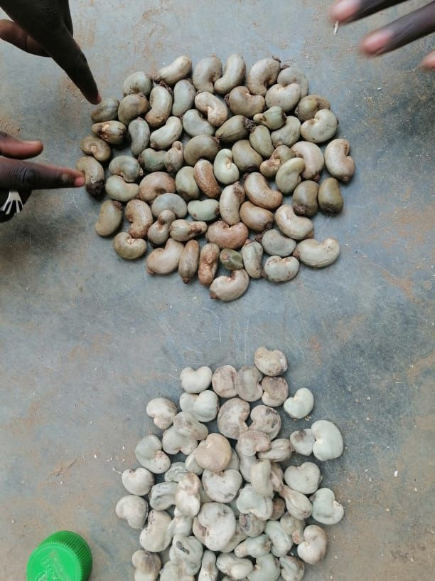 Buy Cashew Nuts from MOTOFA RESOURCES LIMITED, Nigeria