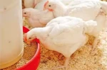 Quality Broiler Chicken feed For Sales