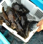 Grouper