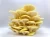Import Quality Yellow Oyster Mushrooms, Pleurotus Citrinopileatus from Republic of Türkiye