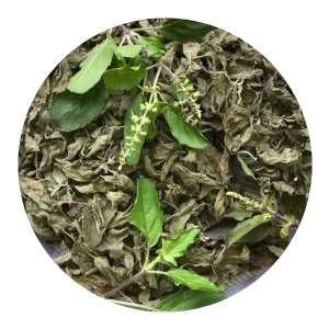 Krishna / Shyama Tulsi Leaf Dry (Ocimum sanctum)