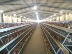 Cost of Starting a Poultry Farm in Nigeria