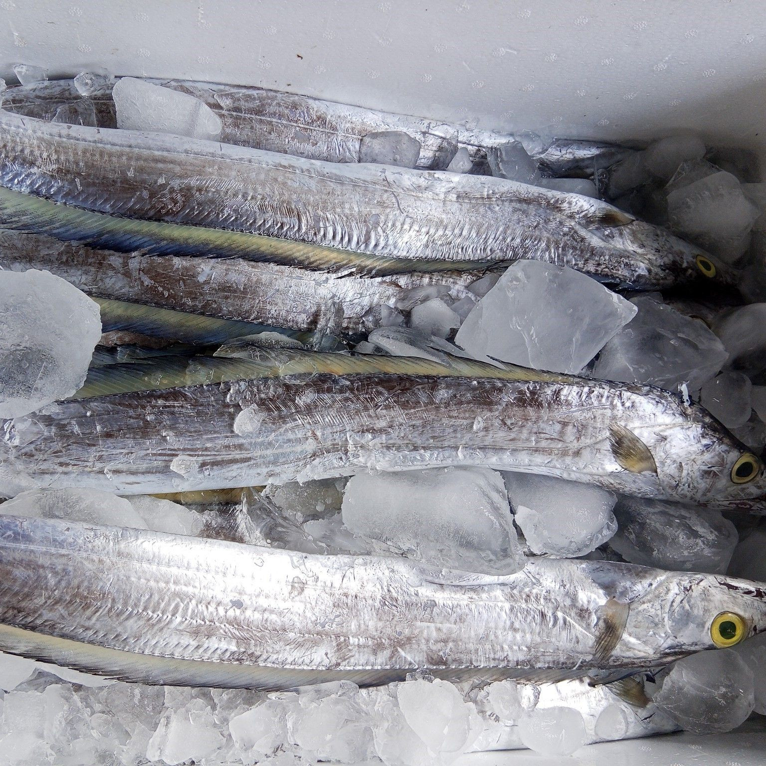 Buy Fresh Frozen Whole Ribbon Fish - High Quality from PT Savya Coco ...