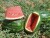 Import Watermelon from Morocco