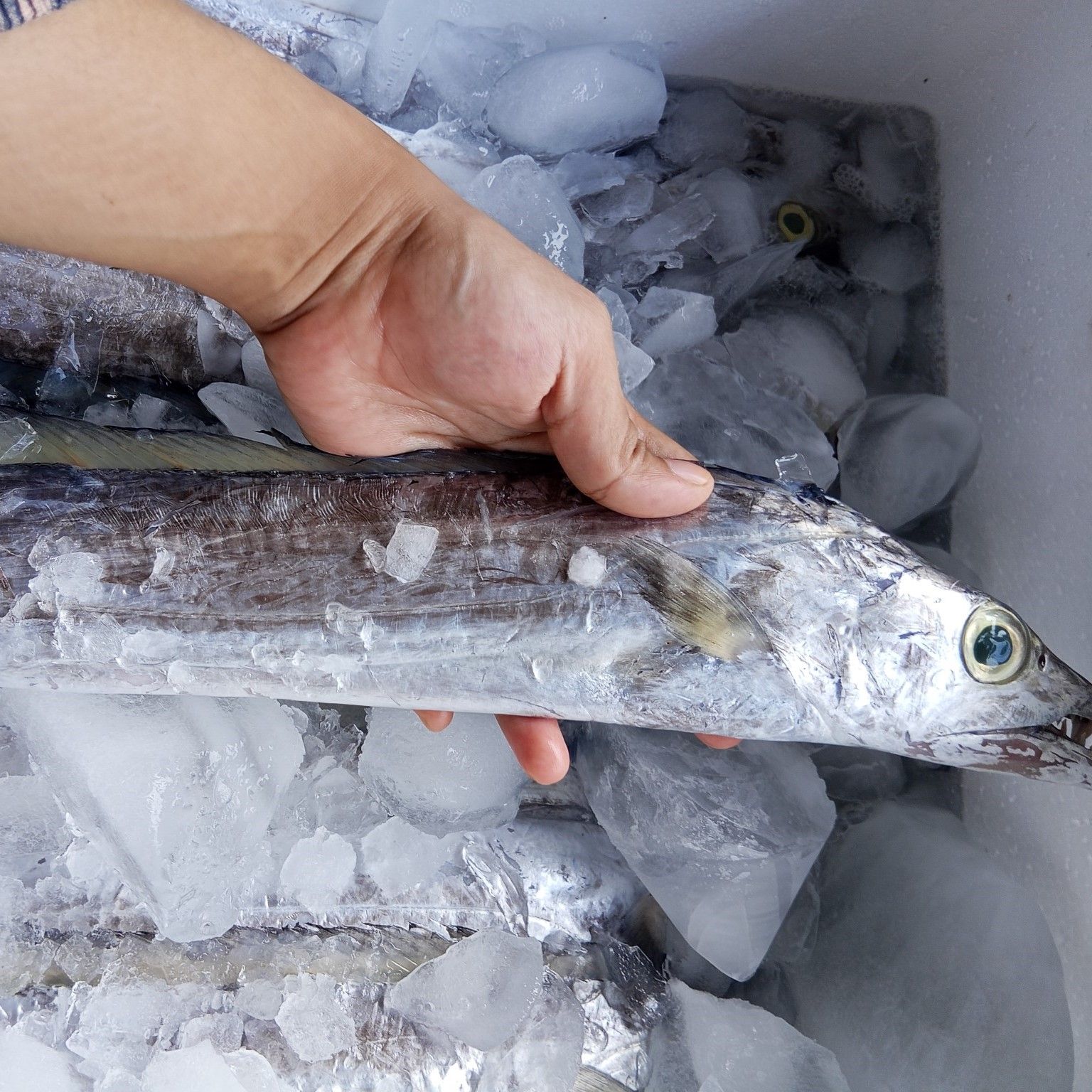 Buy Fresh Frozen Whole Ribbon Fish - High Quality from PT Savya Coco ...